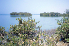 Mangroves Around Sharm el Sheikh
