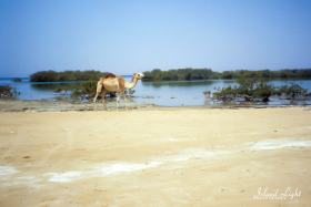 around-south-camp-13