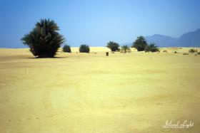 Palm Trees Around Sharm el Sheikh MFO South Camp