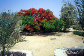 Oasis Around Sharm el Sheikh MFO South Camp