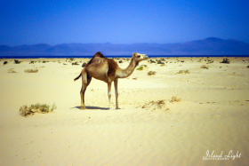 Camel Around Sharm el Sheikh MFO South Camp