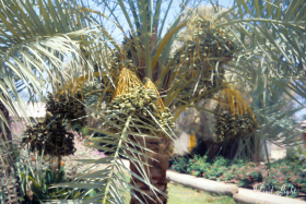 Around Sharm el Sheikh MFO South Camp