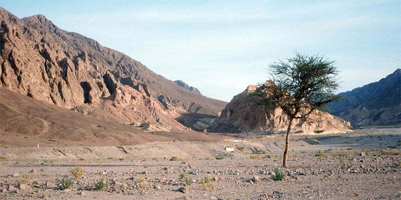 Lone tree in the Sinai Desert